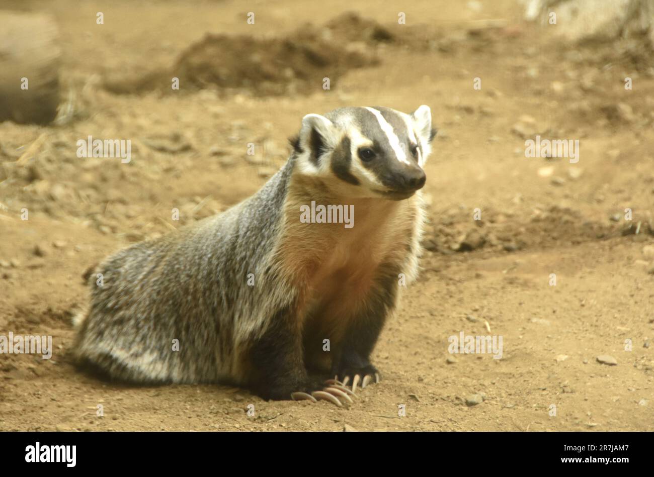 Los Angeles, California, USA 14th June 2023 American Badger at LA Zoo