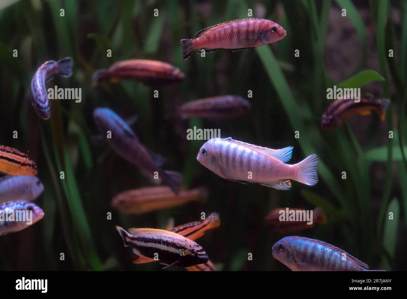 Portrait of freshwater cichlid fish (Maylandia zebra) in aquarium, copy space for text Stock Photo
