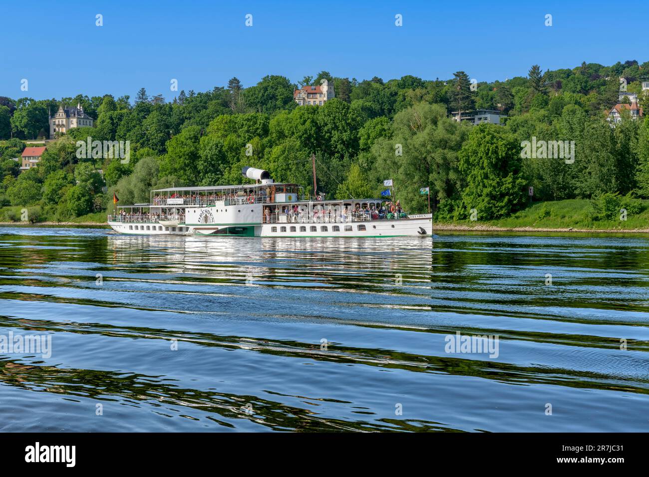 Paddle steamship Dresden with chimney lowered to sail under Loschwitz Bridge on the River Elbe. In the background is the leafy district of Loschwitz. Stock Photo
