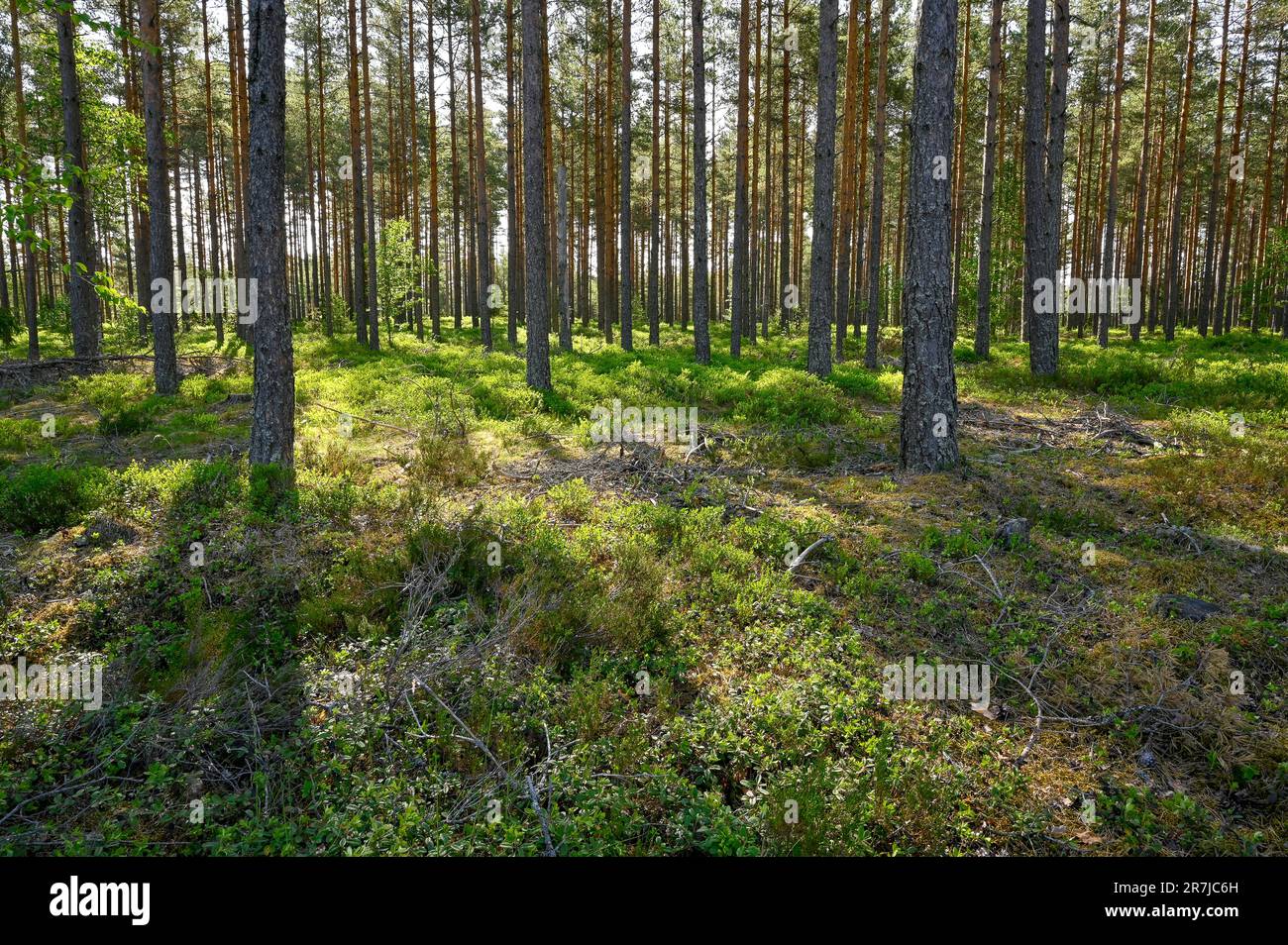 Backlight through pine forest with blueberry brushes Stock Photo Alamy