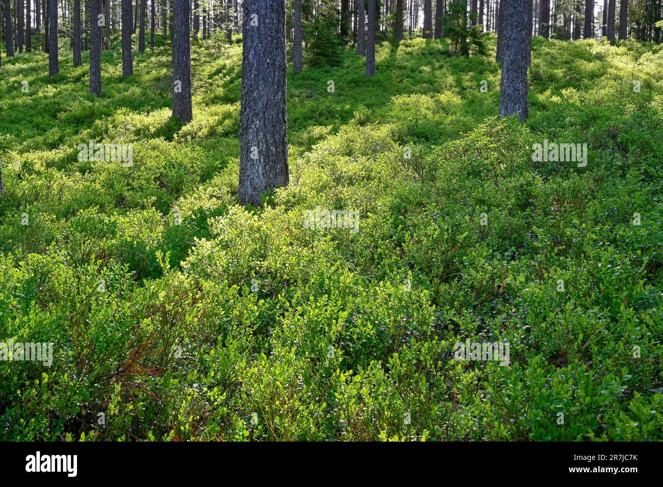 Backlight through pine forest with blueberry brushes Stock Photo Alamy
