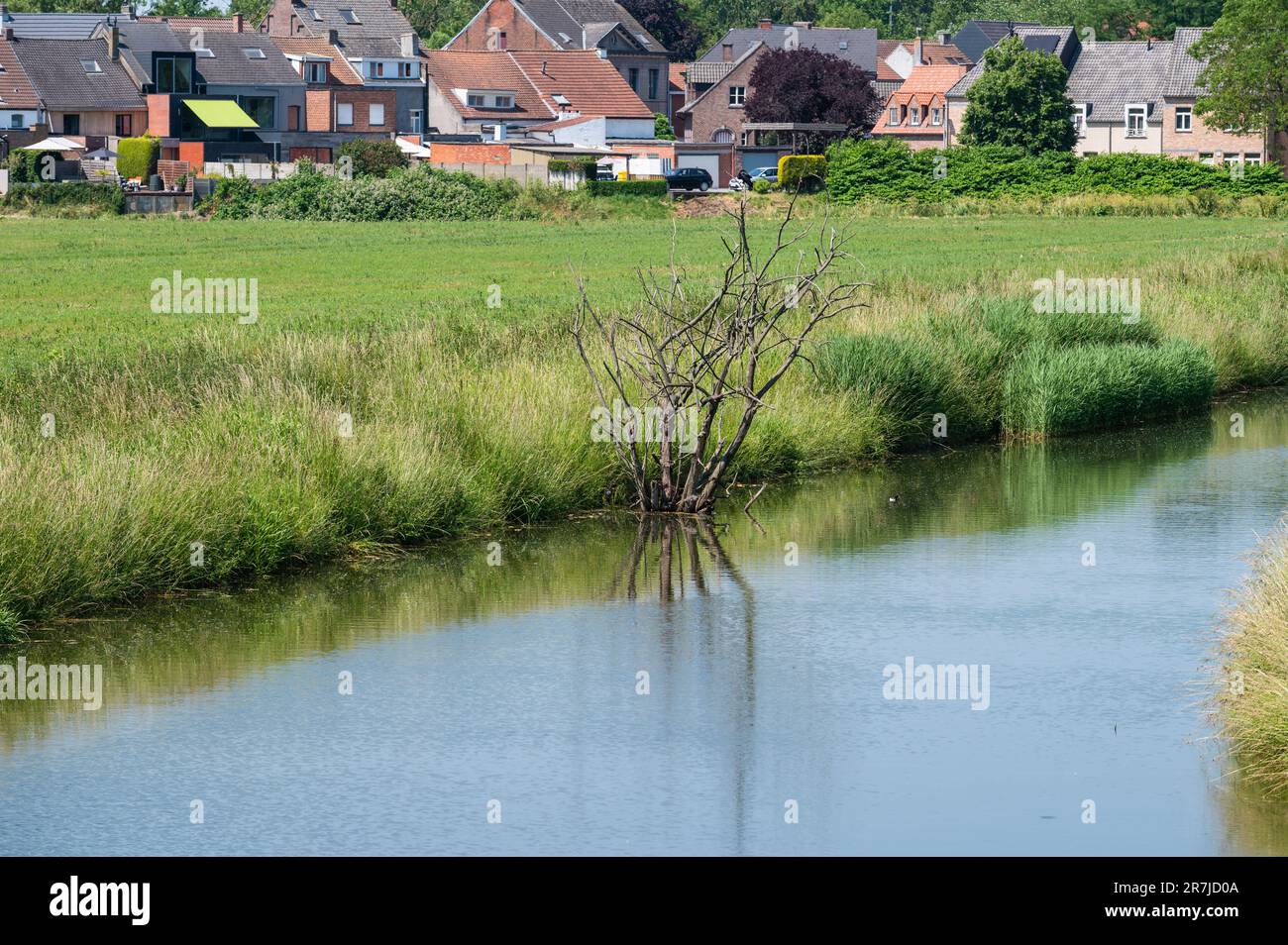 The Vliet creek through the green meadows around Hingene, Antwerp Province, Belgium Stock Photo