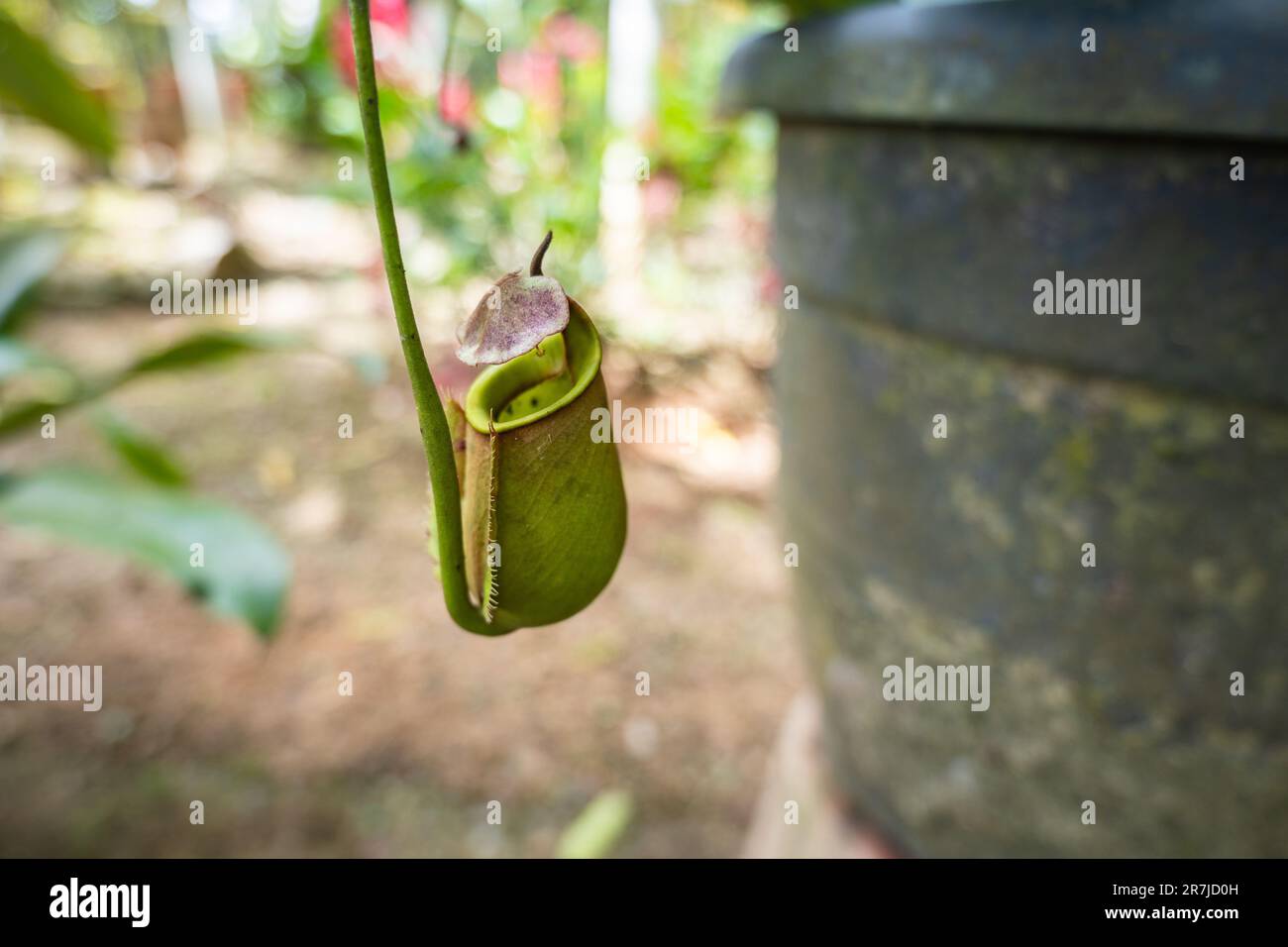 Pitcher plant, Nepenthes in its scientific name, in Kuching, Sarawak
