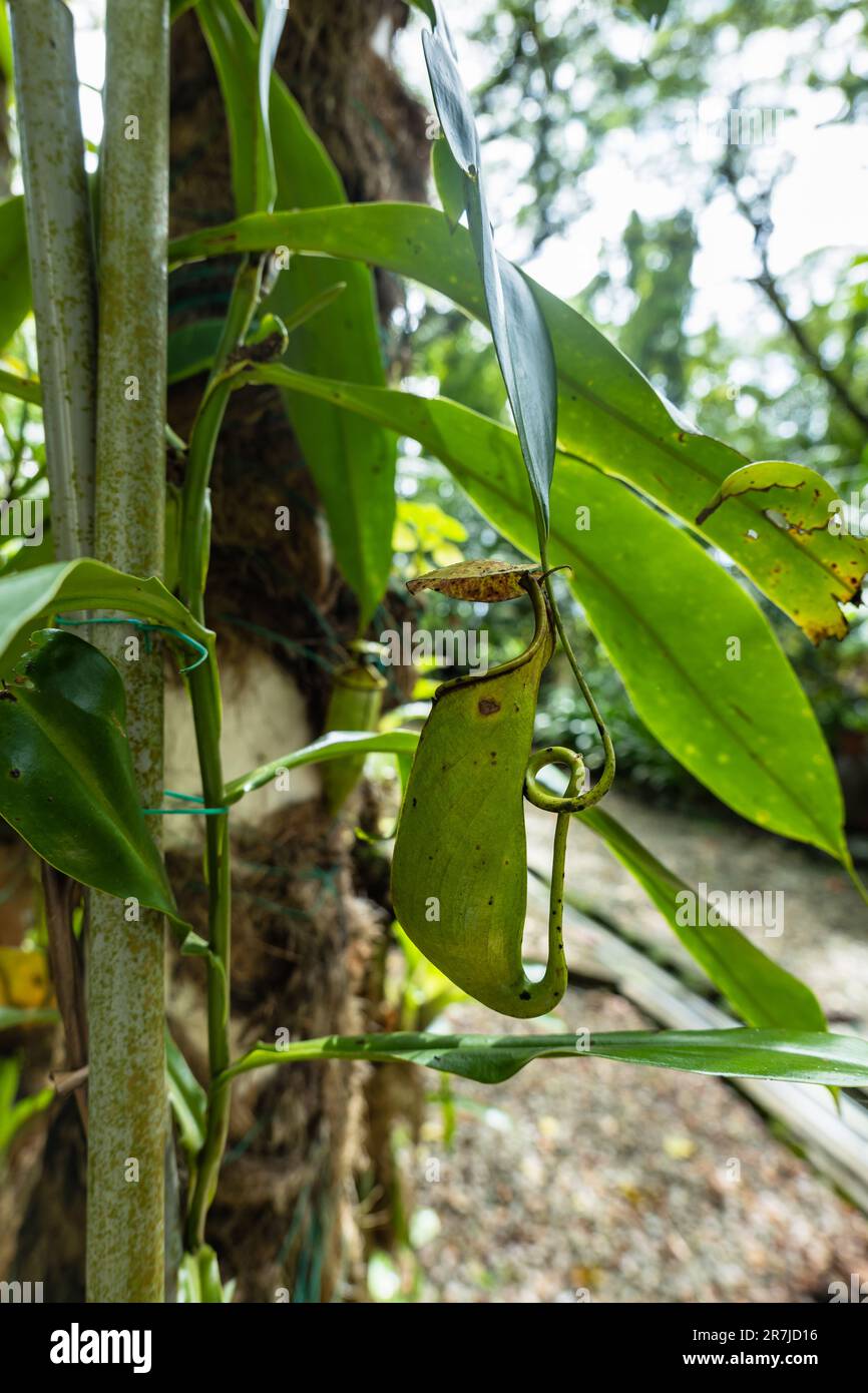 Pitcher plant, Nepenthes in its scientific name, in Kuching, Sarawak