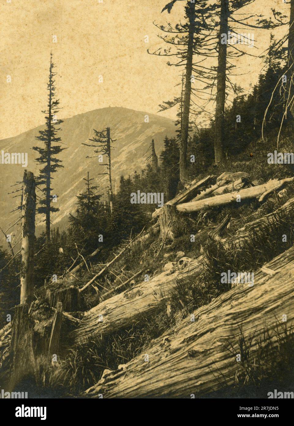 Broken threes in the mountain ridge, Italy 1910s Stock Photo