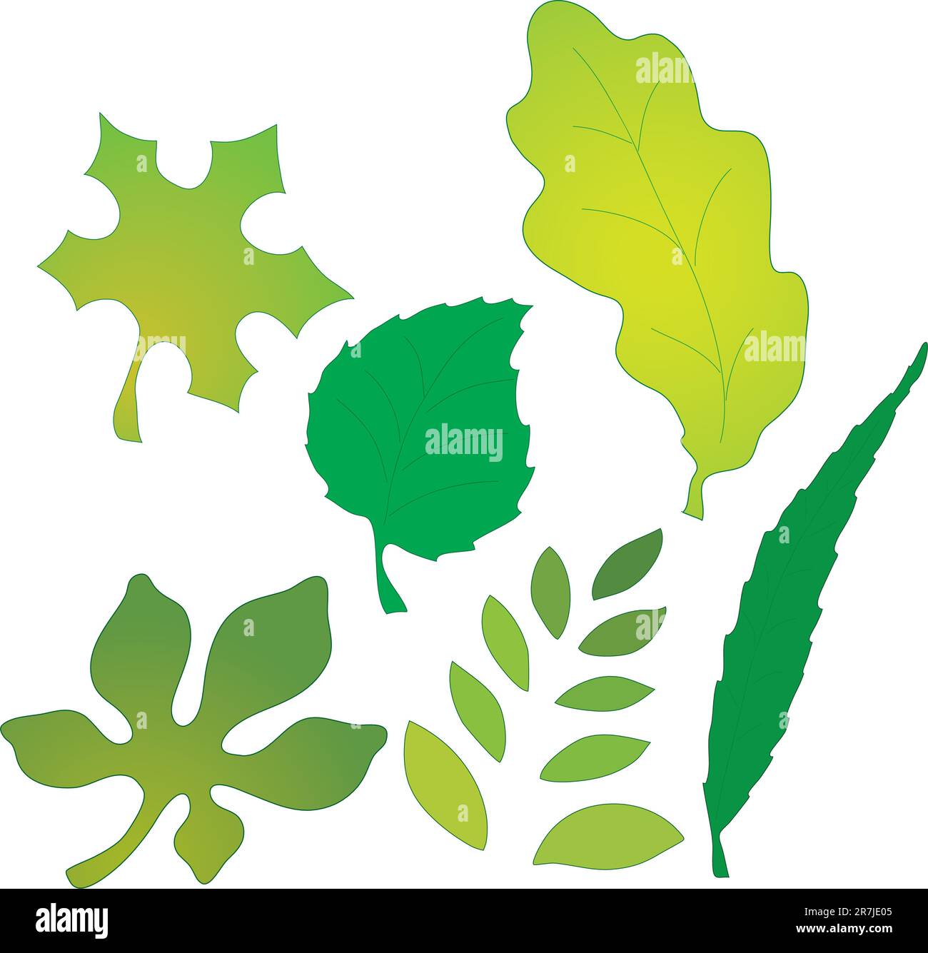 Vector illustration of different types of leaves on a white background Stock Vector