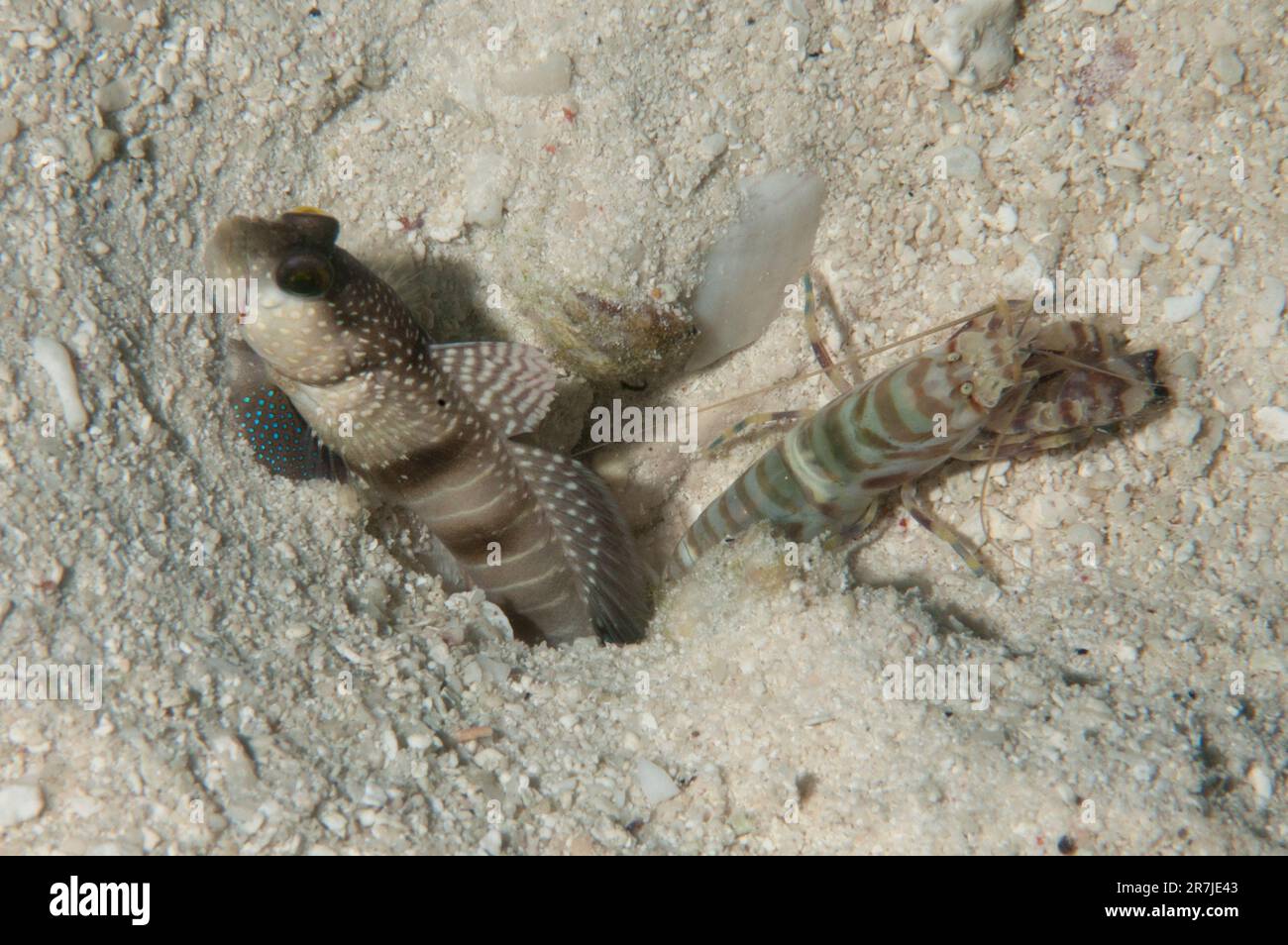Banded Shrimpgoby, Cryptocentrus cinctus, with Djibouti Snapping Shrimp, Alpheus djiboutensis, by hole, Raja Ampat, West Papua, Indonesia Stock Photo