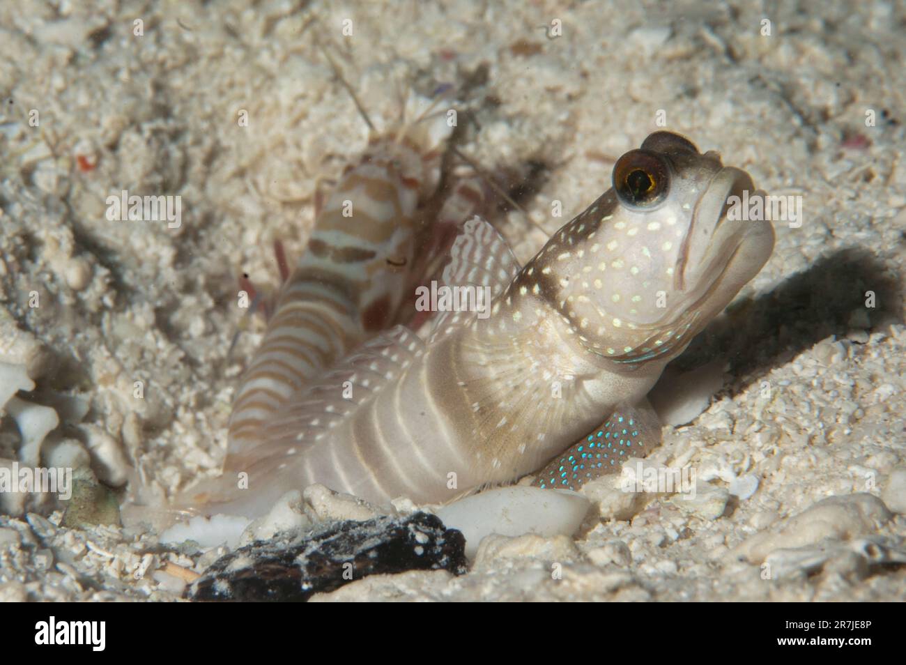 Banded Shrimpgoby, Cryptocentrus cinctus, with Djibouti Snapping Shrimp, Alpheus djiboutensis, by hole, Raja Ampat, West Papua, Indonesia Stock Photo