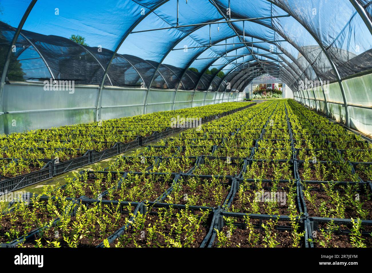 Inside of large scale greenhouse with rows of young plants growing