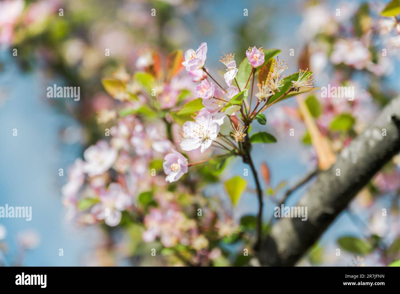 Spring wind peach blossoms hi-res stock photography and images - Alamy