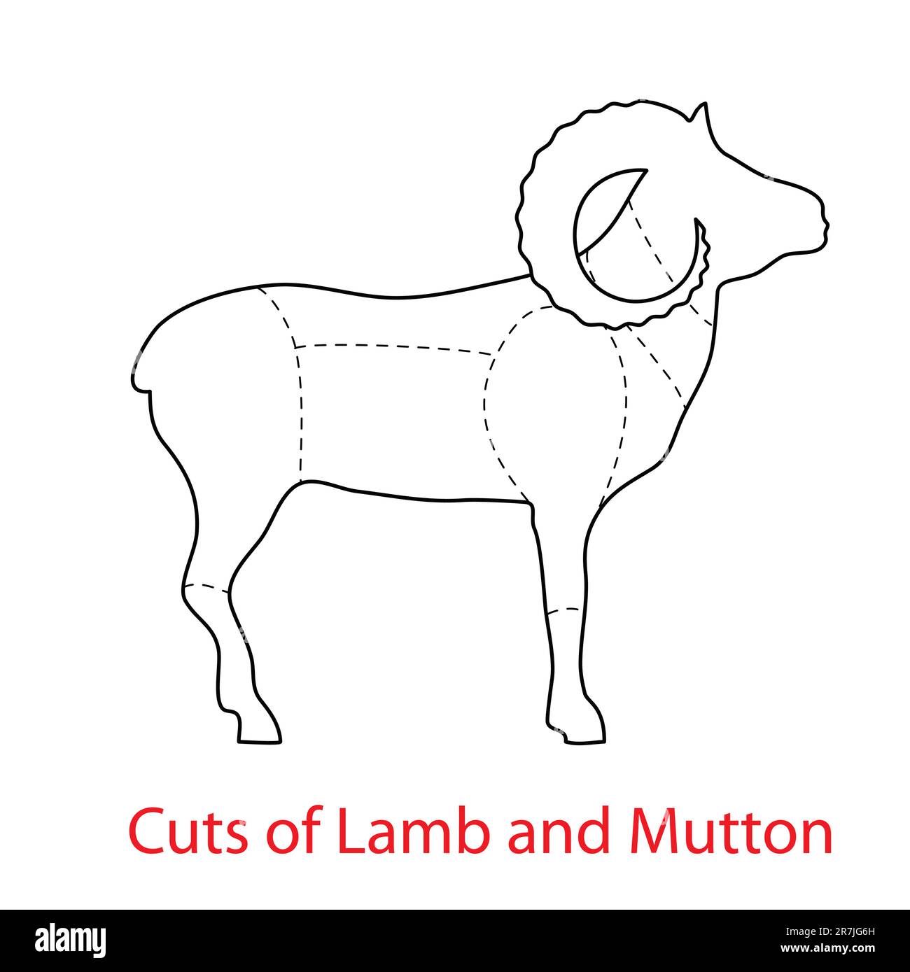 Cuts of Lamb and Mutton.Pattern diagram Stock Vector