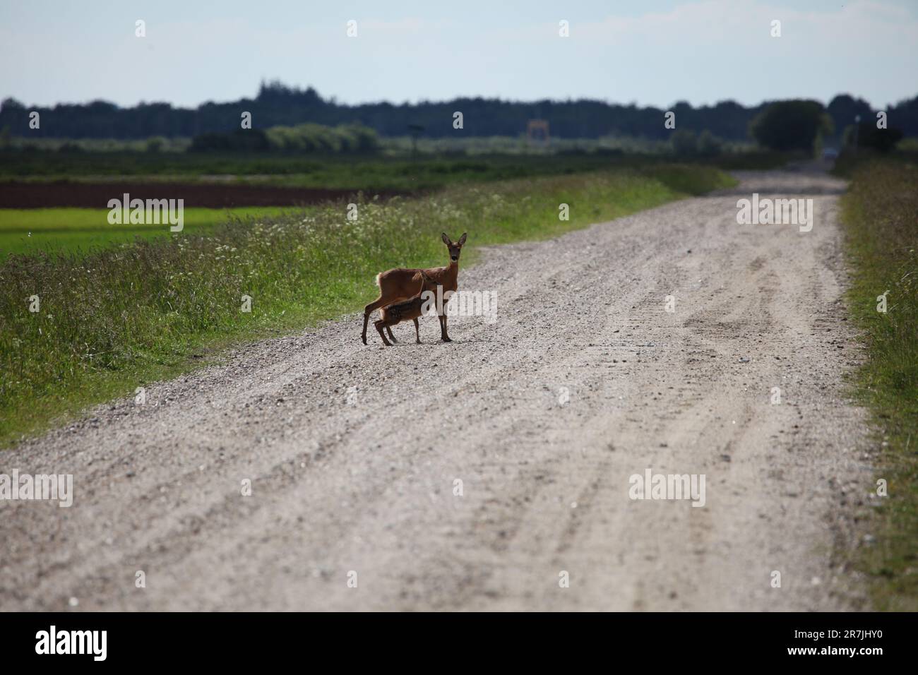 A majestic white-tailed deer with its fawn cautiously treads along a rural roadside, its large ears standing alert as it surveys its surroundings Stock Photo