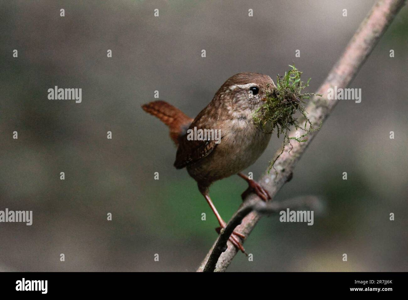 Wren Troglodytes x2, small reddish brown bird usually has short cocked finely barred tail and wings fine bill pale stripe over eyes, nesting material Stock Photo
