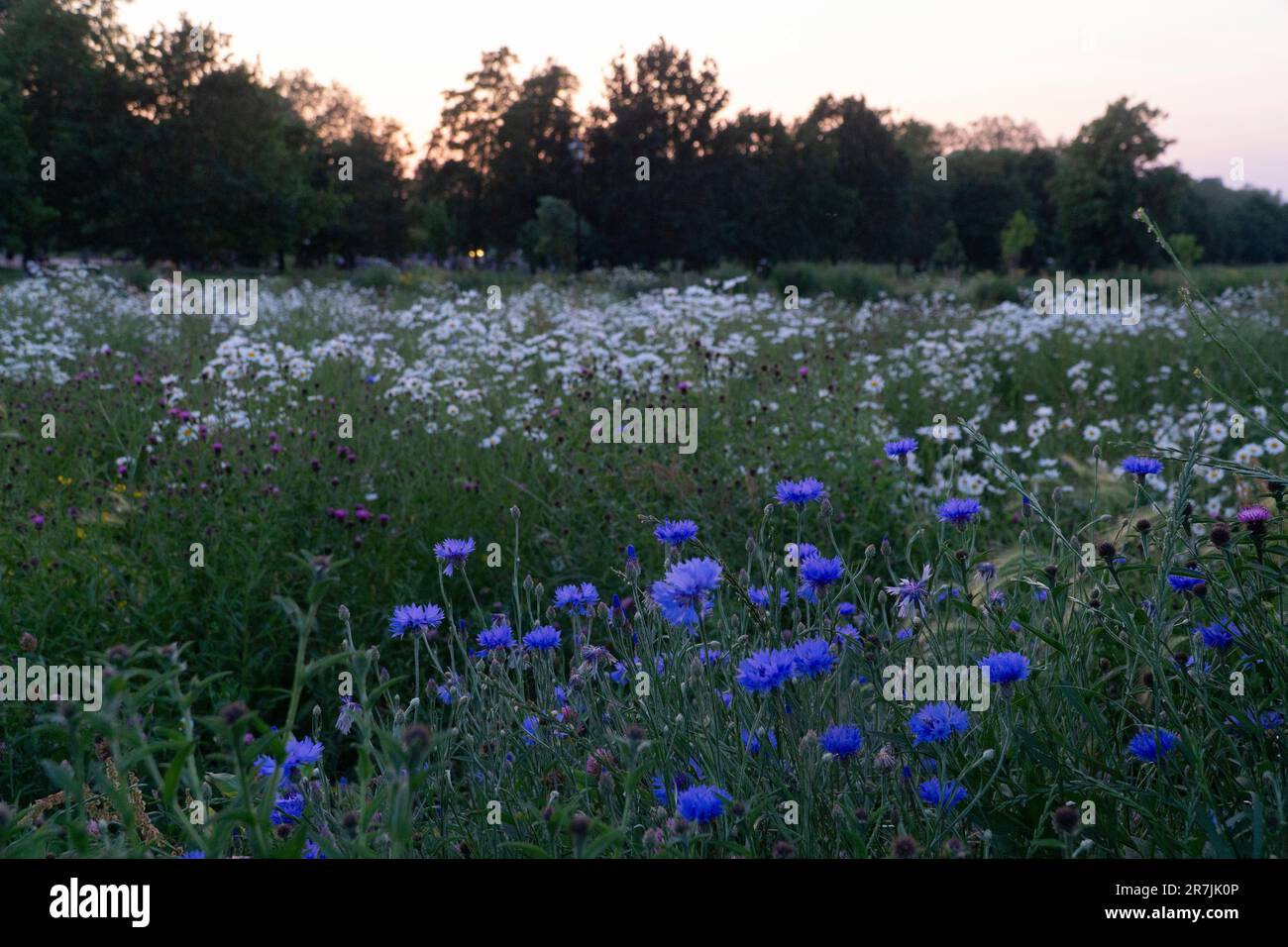 London, UK, 15 June 20232: On Clapham Common an area has been planted as a wildflower meadow. At sunset the cornflowers, thistles and ox-eye daisies catch the last glowing light as dusk sets in. Anna Watson/Alamy Live News Stock Photo