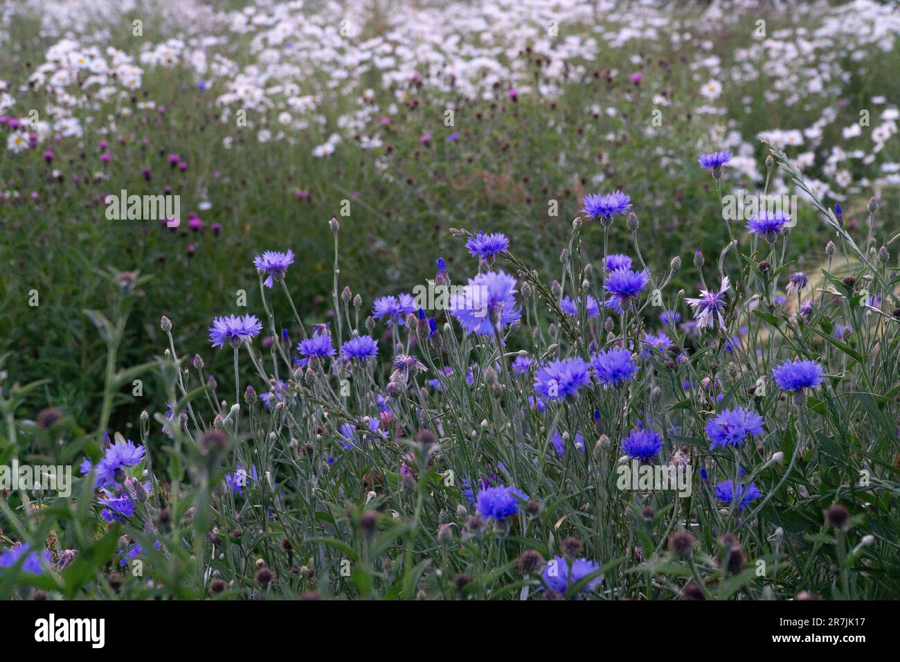 London, UK, 15 June 20232: On Clapham Common an area has been planted as a wildflower meadow. At sunset the cornflowers, thistles and ox-eye daisies catch the last glowing light as dusk sets in. Anna Watson/Alamy Live News Stock Photo