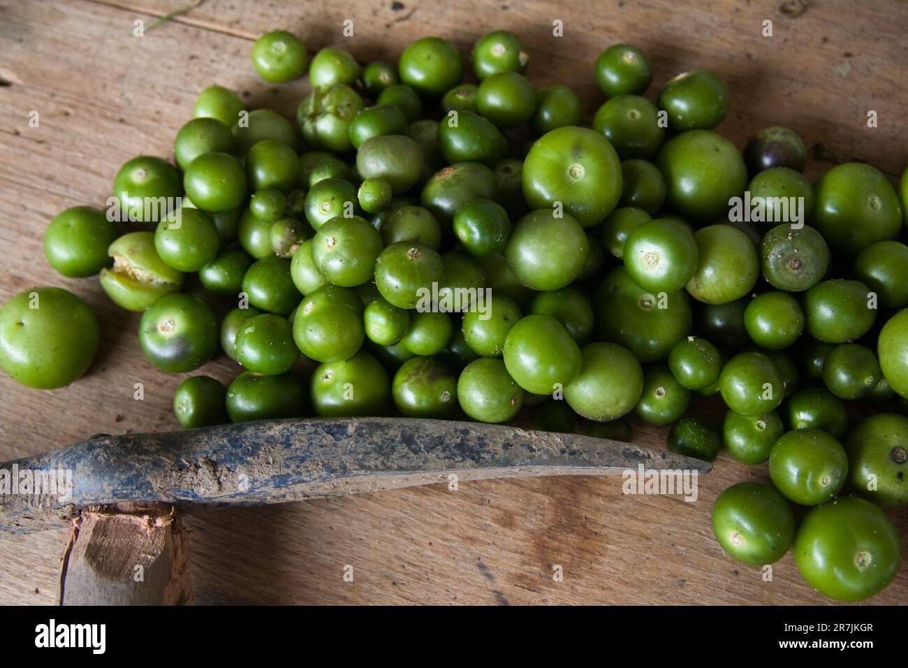 Green tomatillos (Physalis philadelphica) in Santa Catarina Lachatao, Sierra Norte Mountains, Oaxaca, Mexico. Stock Photo