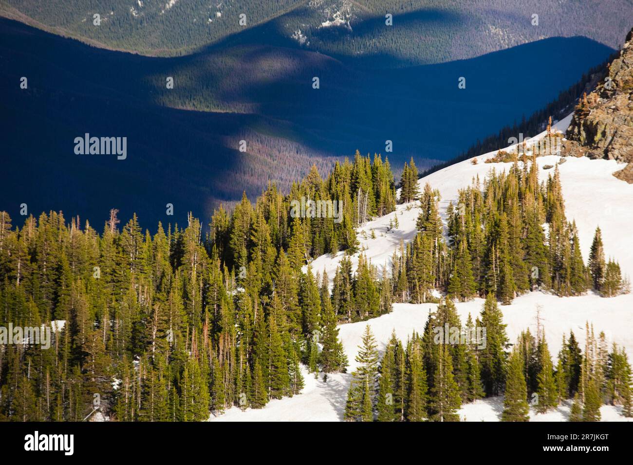 Open stands of lodgepole pine (Pinus contorta) in Baker Gulch, Never Summer Wilderness, Colorado. Stock Photo