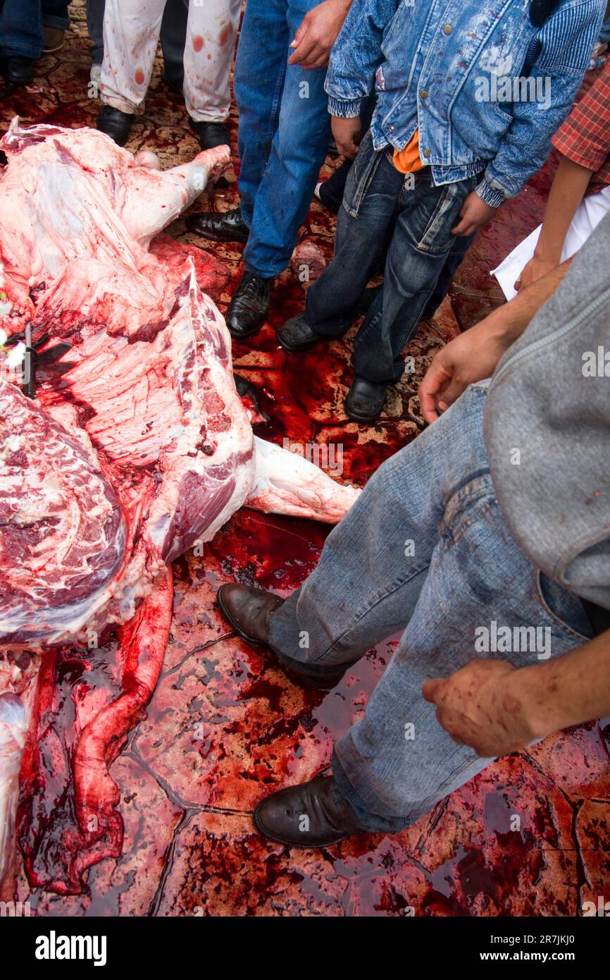People watch the slaughter of a bull in Paracho, Michoacan state, Mexico. Stock Photo