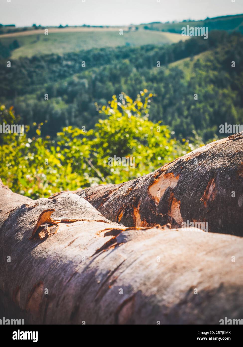 A large tree trunk on the ground, surrounded by a lush forest of trees, Slovak nature, Gemer region. Stock Photo