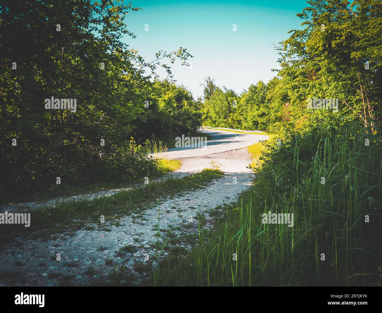 A winding dirt road amidst a lush forest with sunlight streaming across the landscape Stock Photo