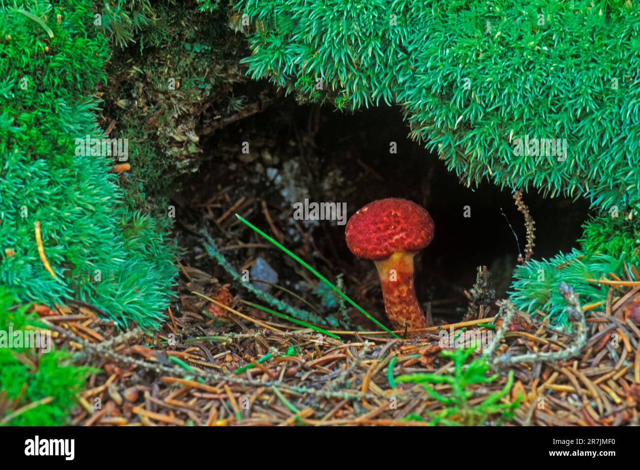 Small Painted Slippery Cap mushroom (Suillus spraquei) grows in tree root hollow in Wolfes Neck State park in Freeport, Maine. Stock Photo