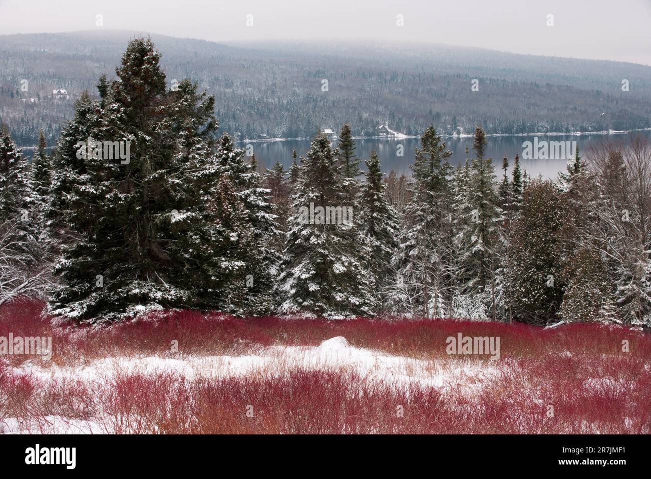 Red stems of high bush blueberry (Vaccinium corymbosum ) provide a colorful foreground for view of Rangeley Lake at the Rt. 4 overlook in Rangeley, Maine. Stock Photo