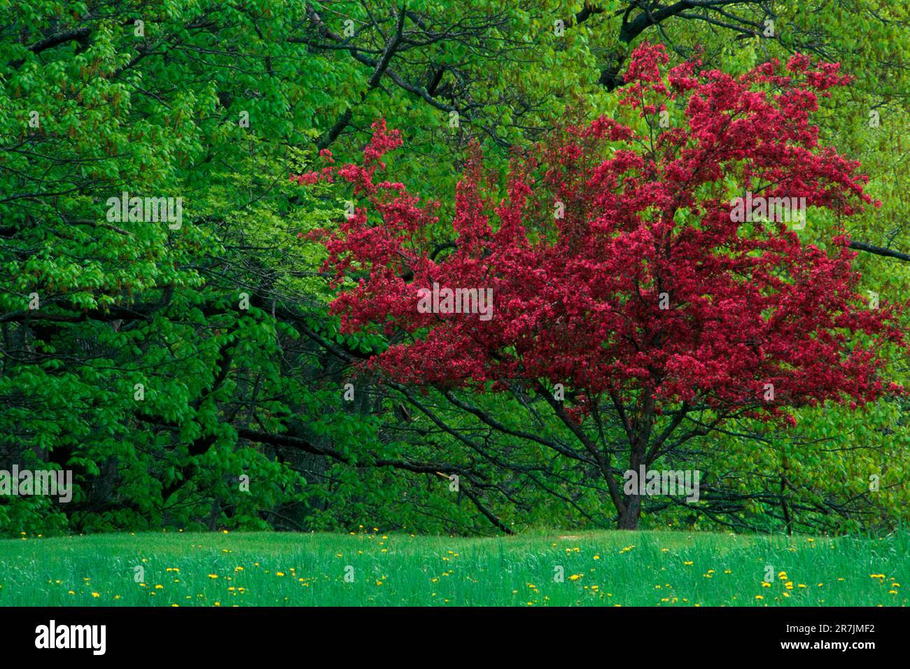 A Flowering Crabapple tree (Malus spp.) is contrasted against bright green spring foliage in Freeport, Maine. Stock Photo