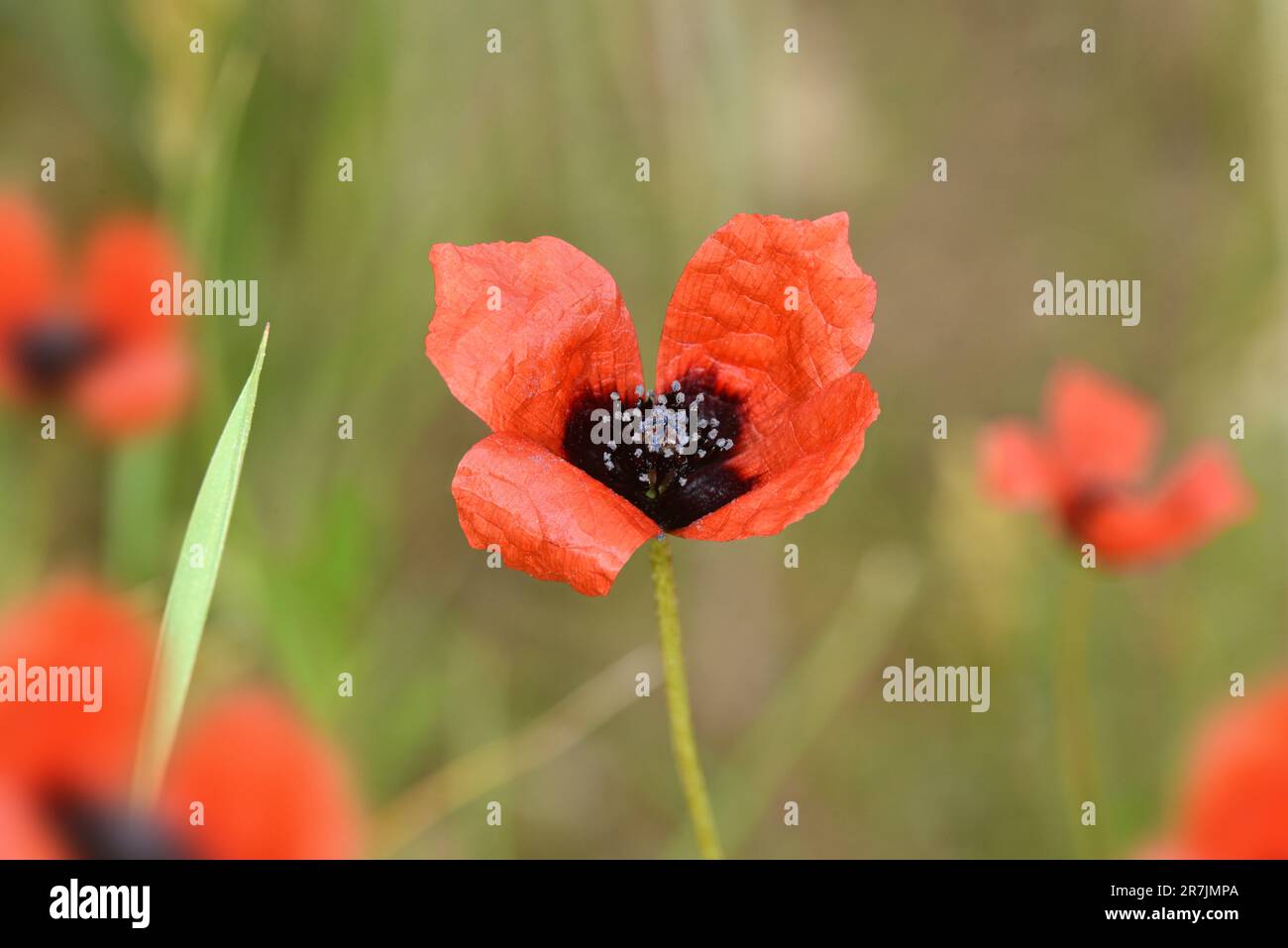 Prickly Poppy - Papaver argemone Stock Photo