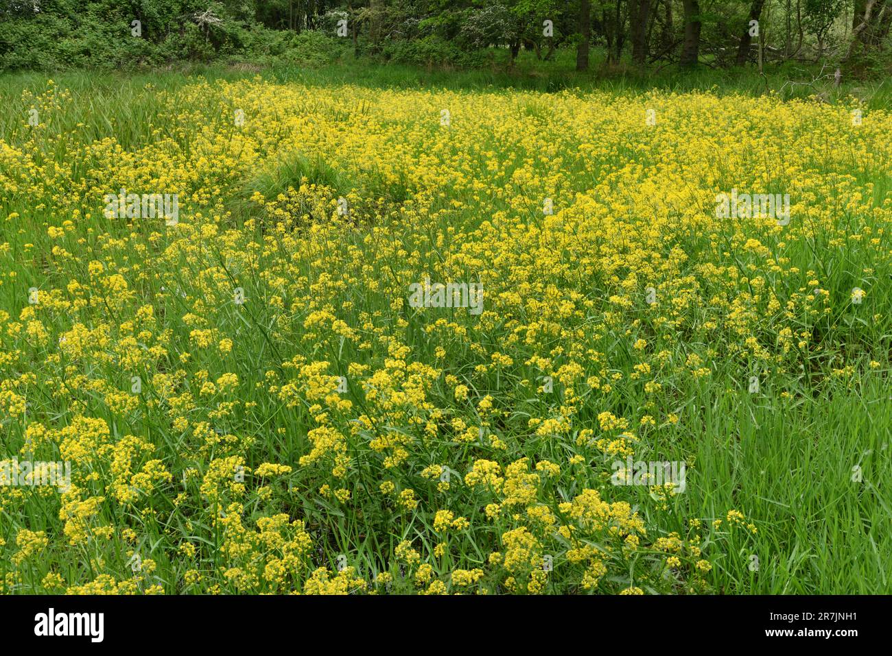 Great Yellow-cress - Rorippa amphibia Stock Photo