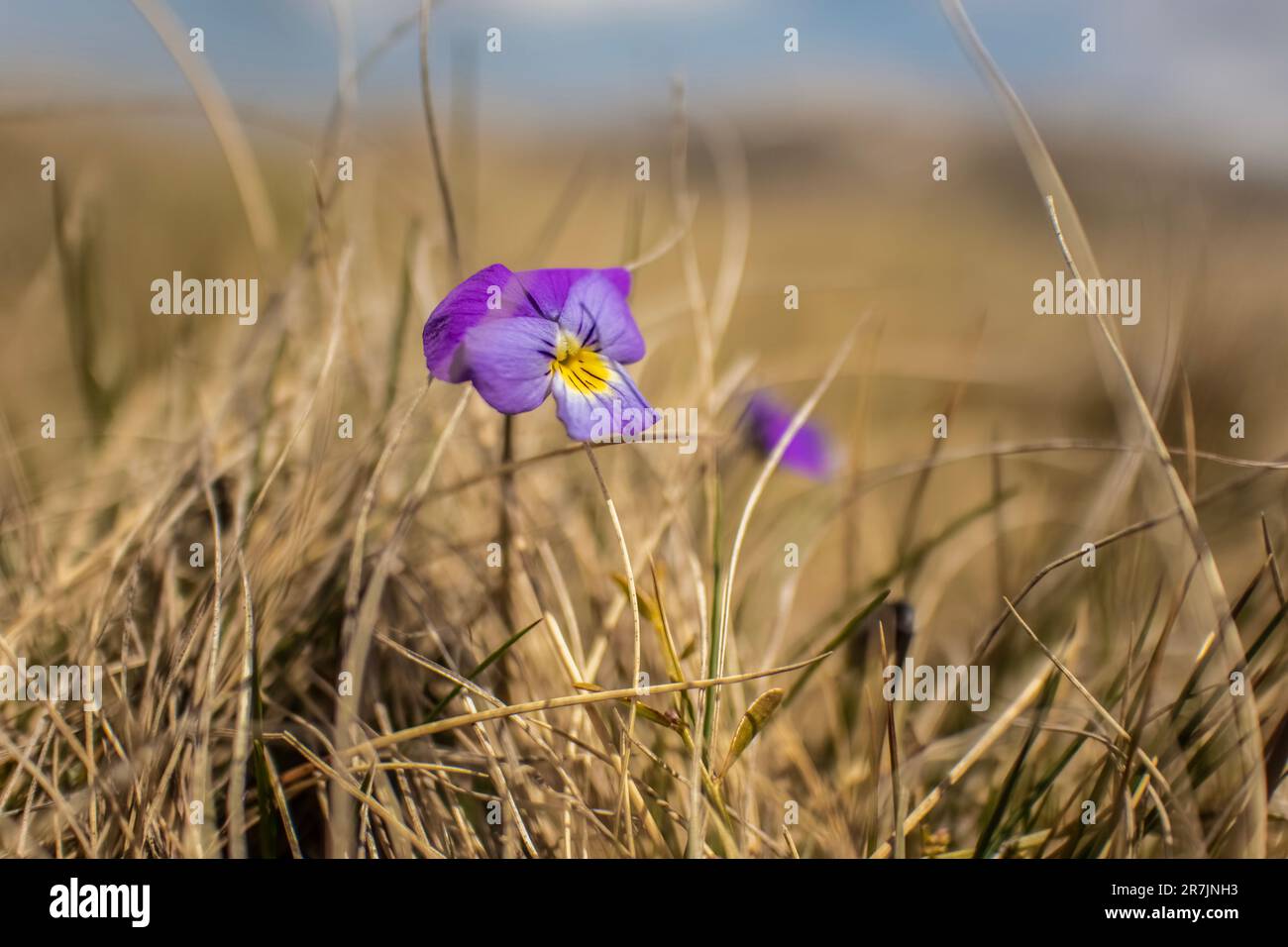 Viola tricolor / pansy in meadow near galichnik Stock Photo