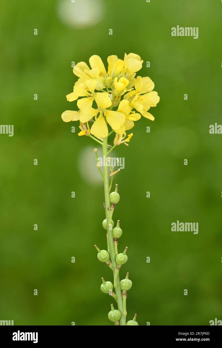 Bastard Cabbage Rapistrum rugosum Stock Photo Alamy