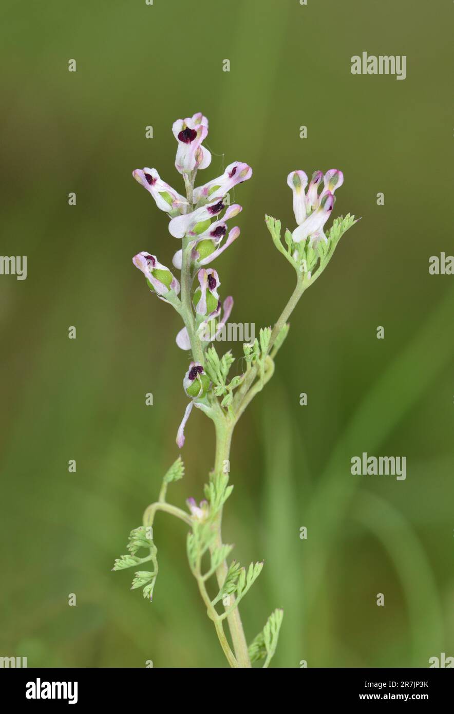 Fine-leaved Fumitory - Fumaria parviflora Stock Photo