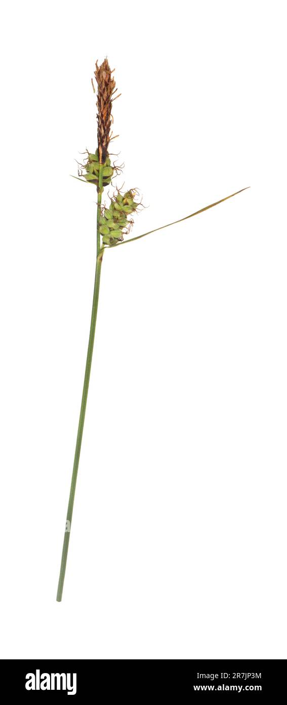 Downy-fruited Sedge - Carex filiformis Stock Photo
