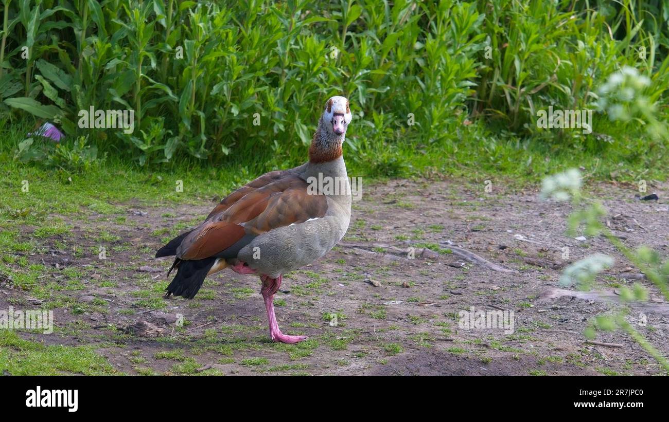 Puzzled Egyptian Goose at Danson Park Stock Photo