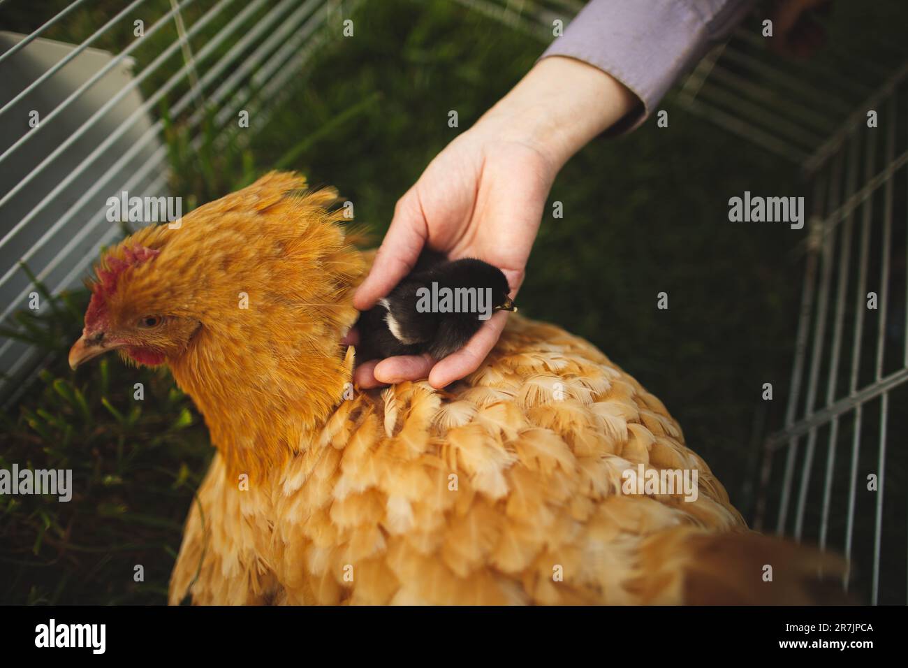 A woman holding a baby chicken on a farm in Ontario, Canada Stock Photo
