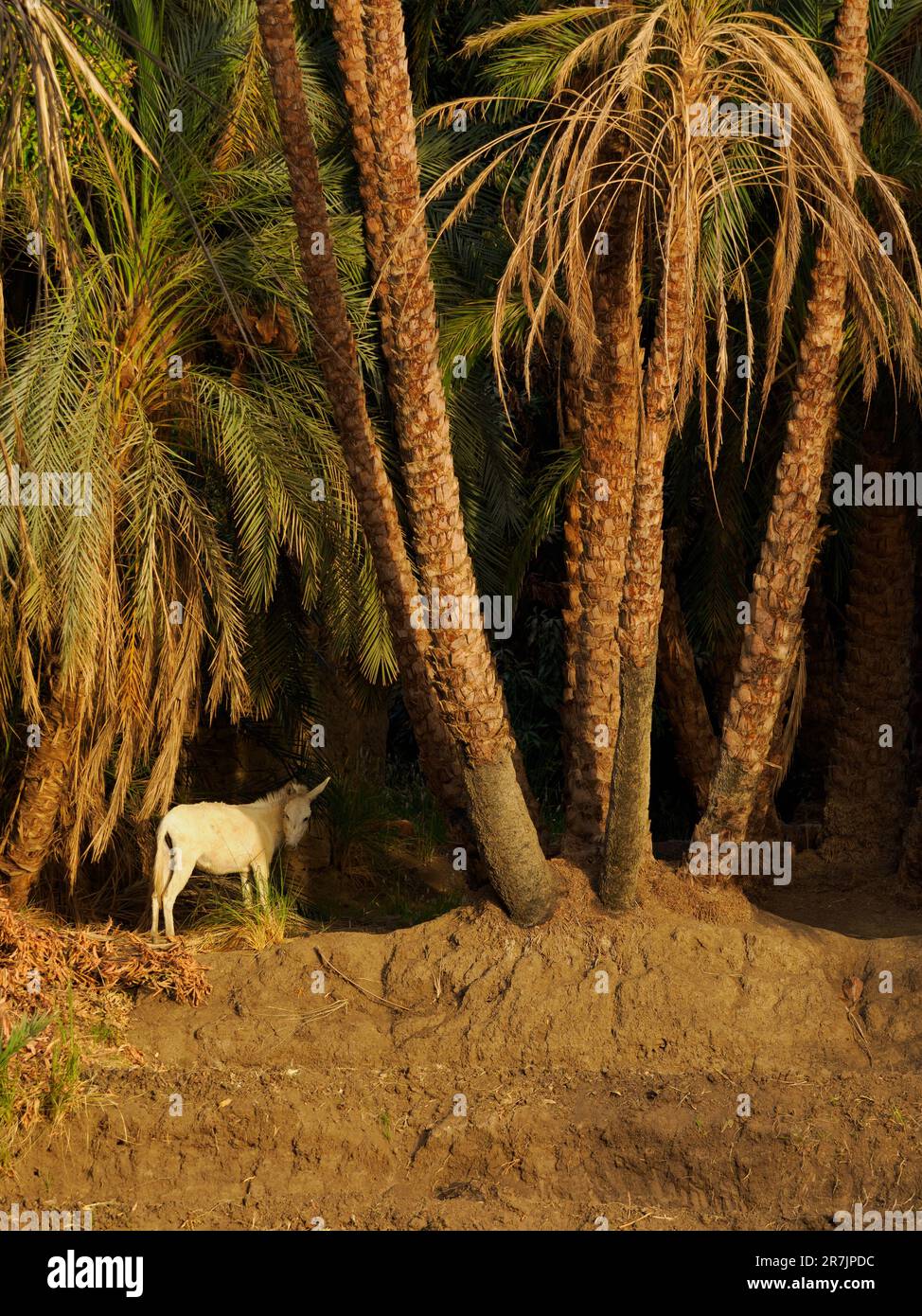Mammal on River Bank Among Palm Trees in Jungle at Sunset. Stock Photo