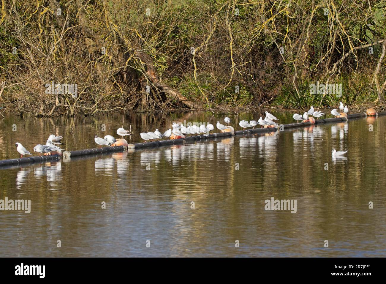 Queueing at Danson Park Stock Photo Alamy