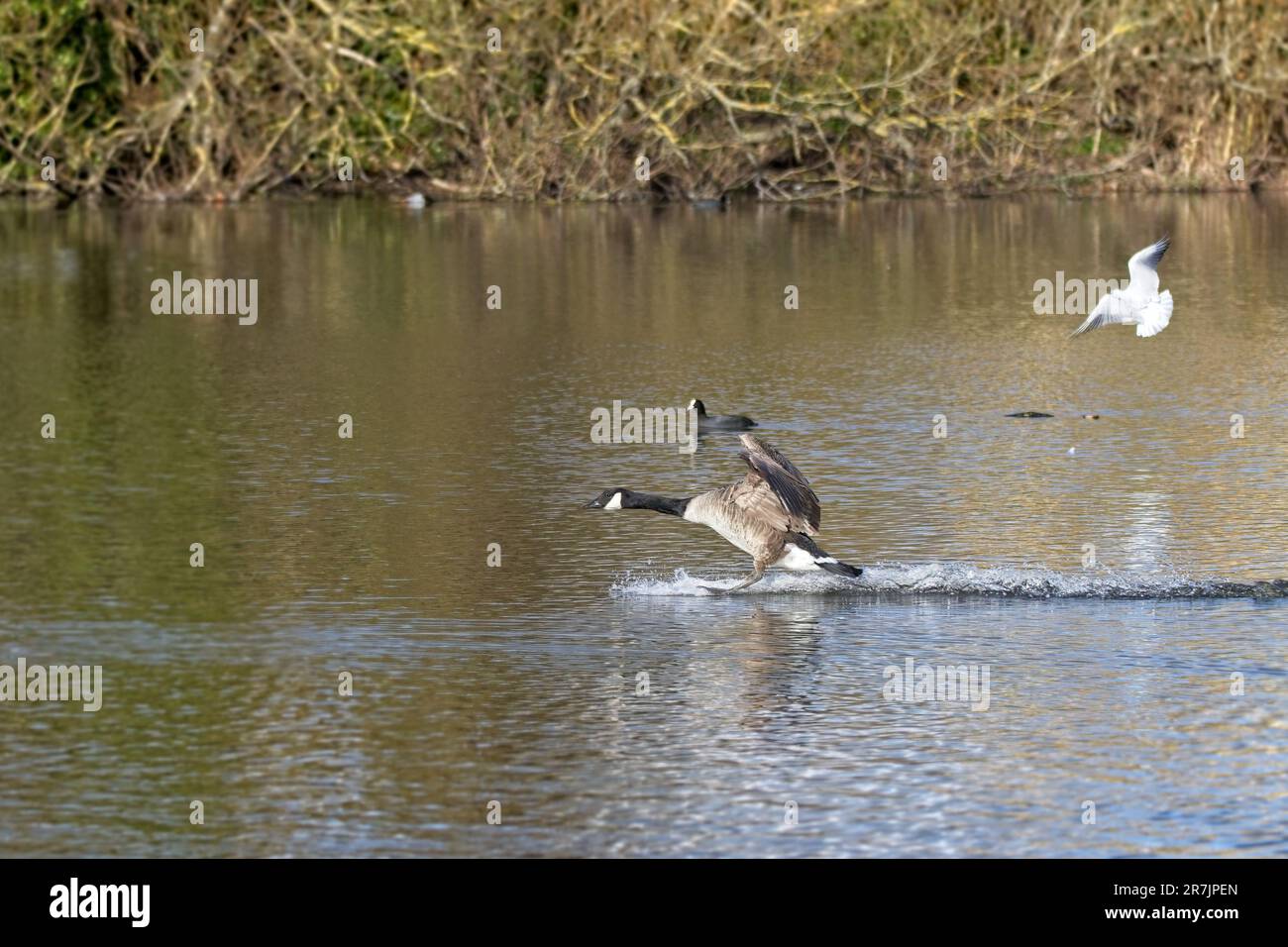 Canada Goose landing in the Lake at Danson Park Stock Photo Alamy