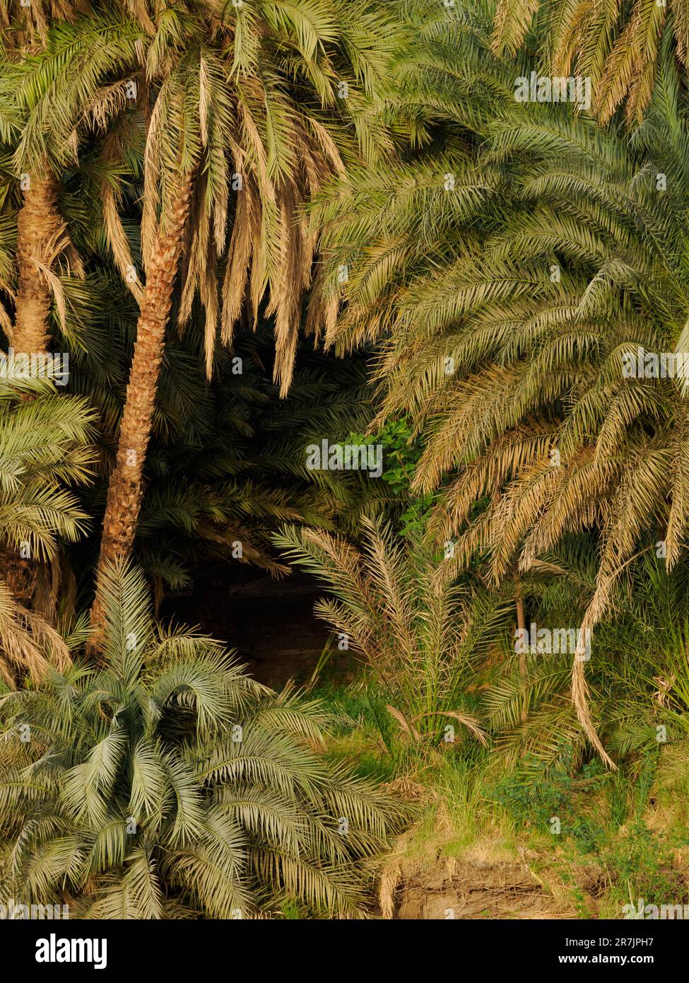 Serene Path Through Green Flora and Towering Palm Trees in a Tra Stock Photo