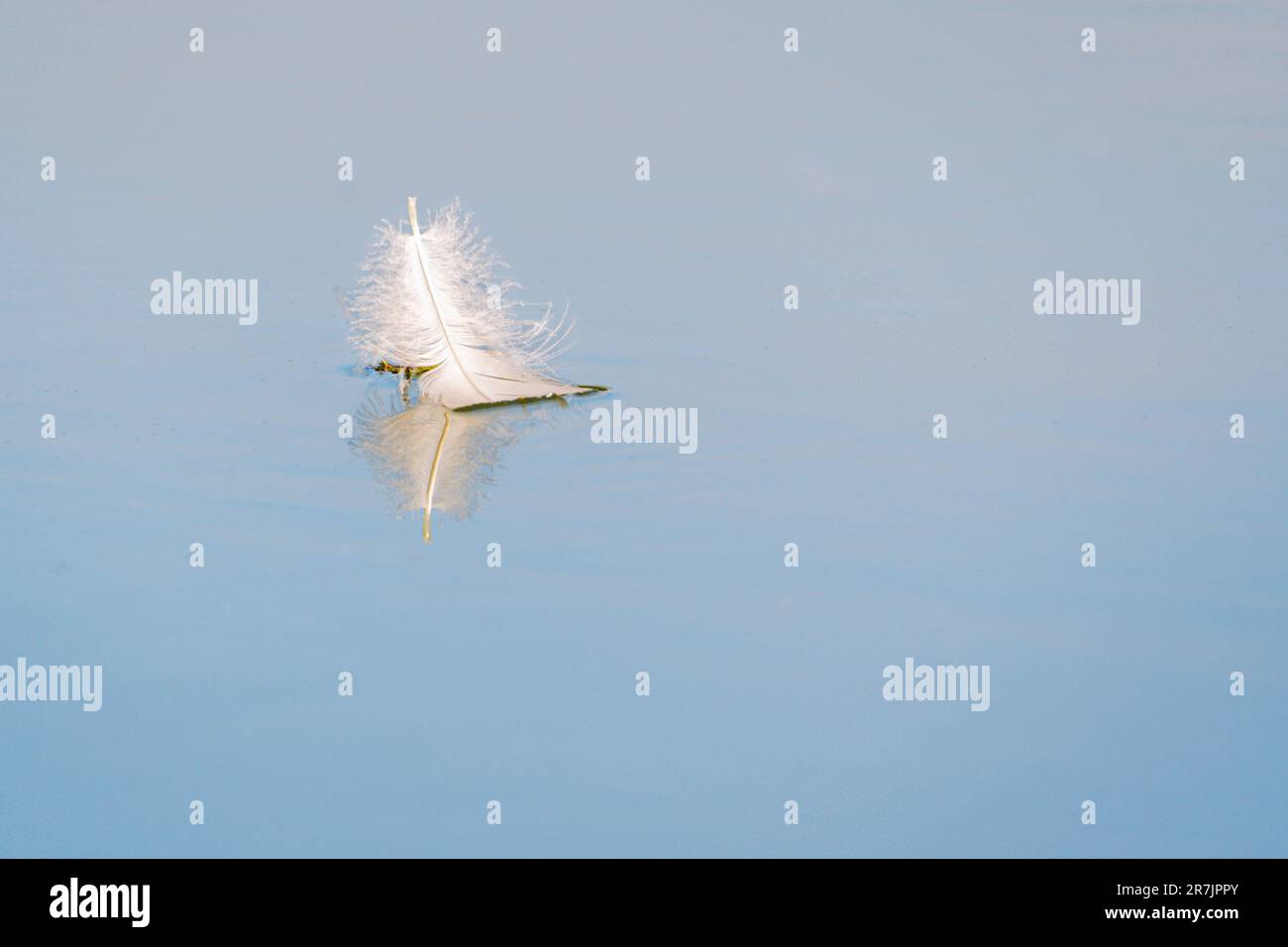 White feather floating on water Stock Photo
