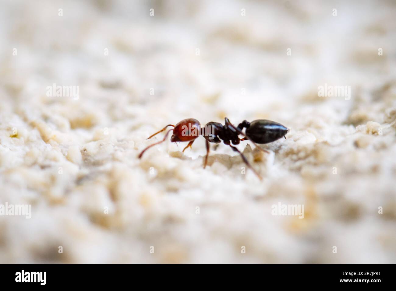 red-headed ant Stock Photo