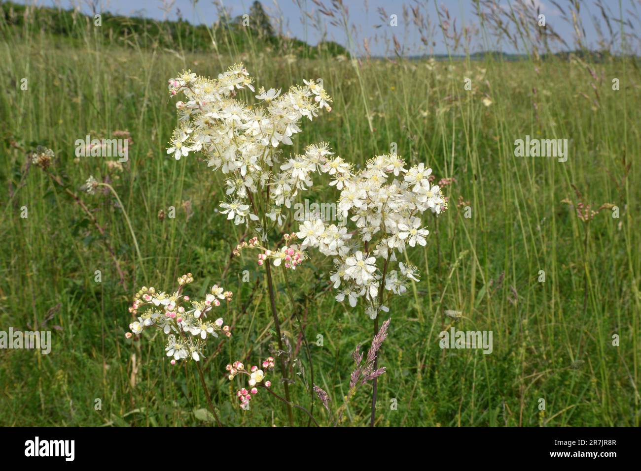 Dropwort - Filipendula vulgaris Stock Photo