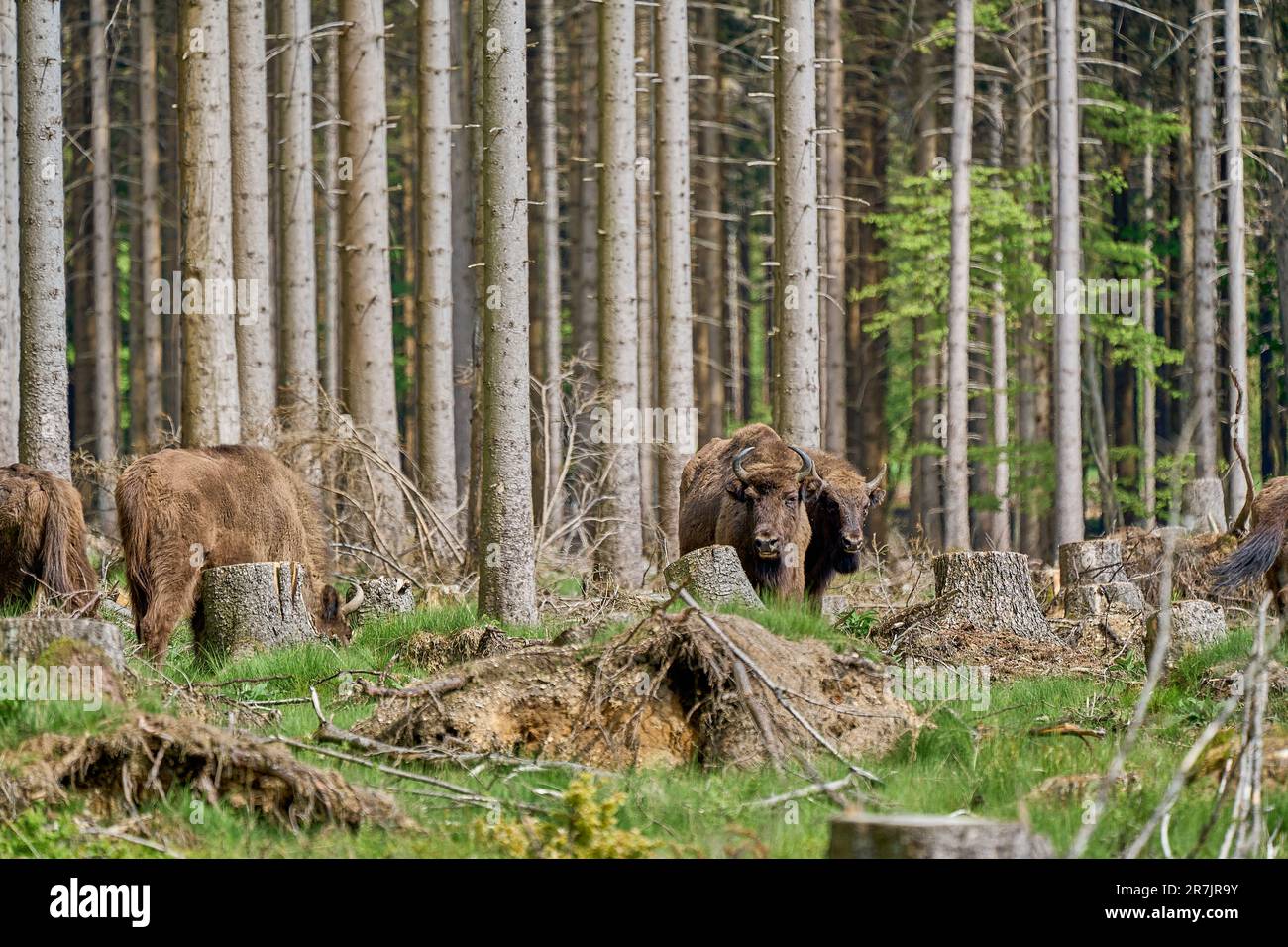 wild living European wood Bison, also Wisent or Bison Bonasus, is a large land mammal and was almost extinct in Europe, but now reintroduced to the Ro Stock Photo