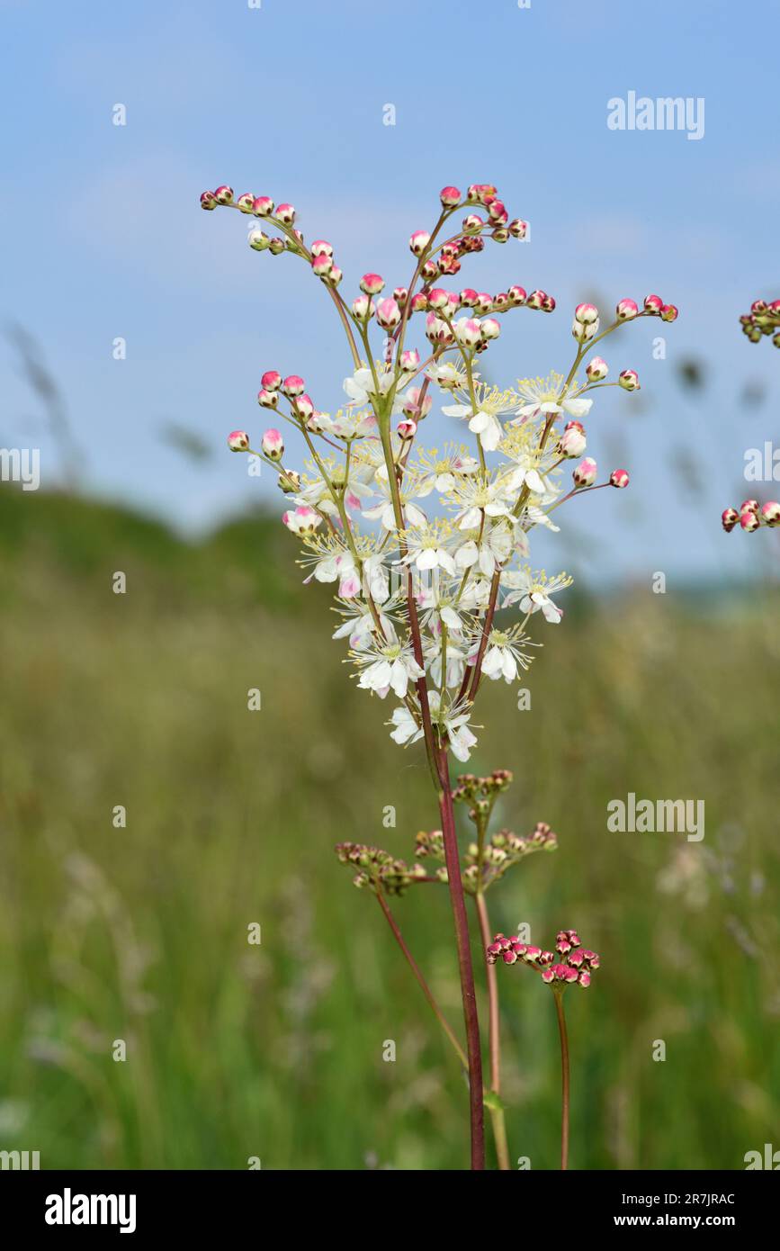 Dropwort - Filipendula vulgaris Stock Photo