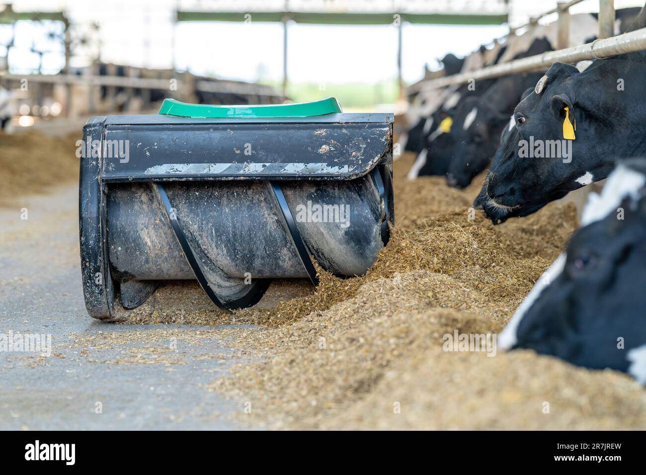 automatic feed feeder for cows on the farm, concept of automation of