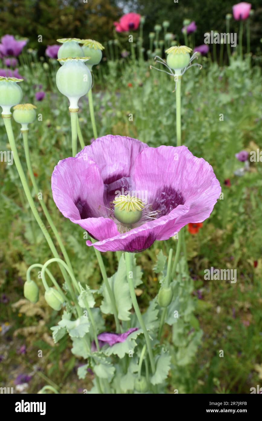 Opium poppy papaver somniferum hi-res stock photography and images - Alamy