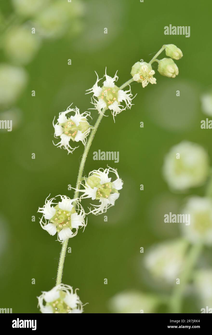 Fringecups - Tellima grandiflora Stock Photo