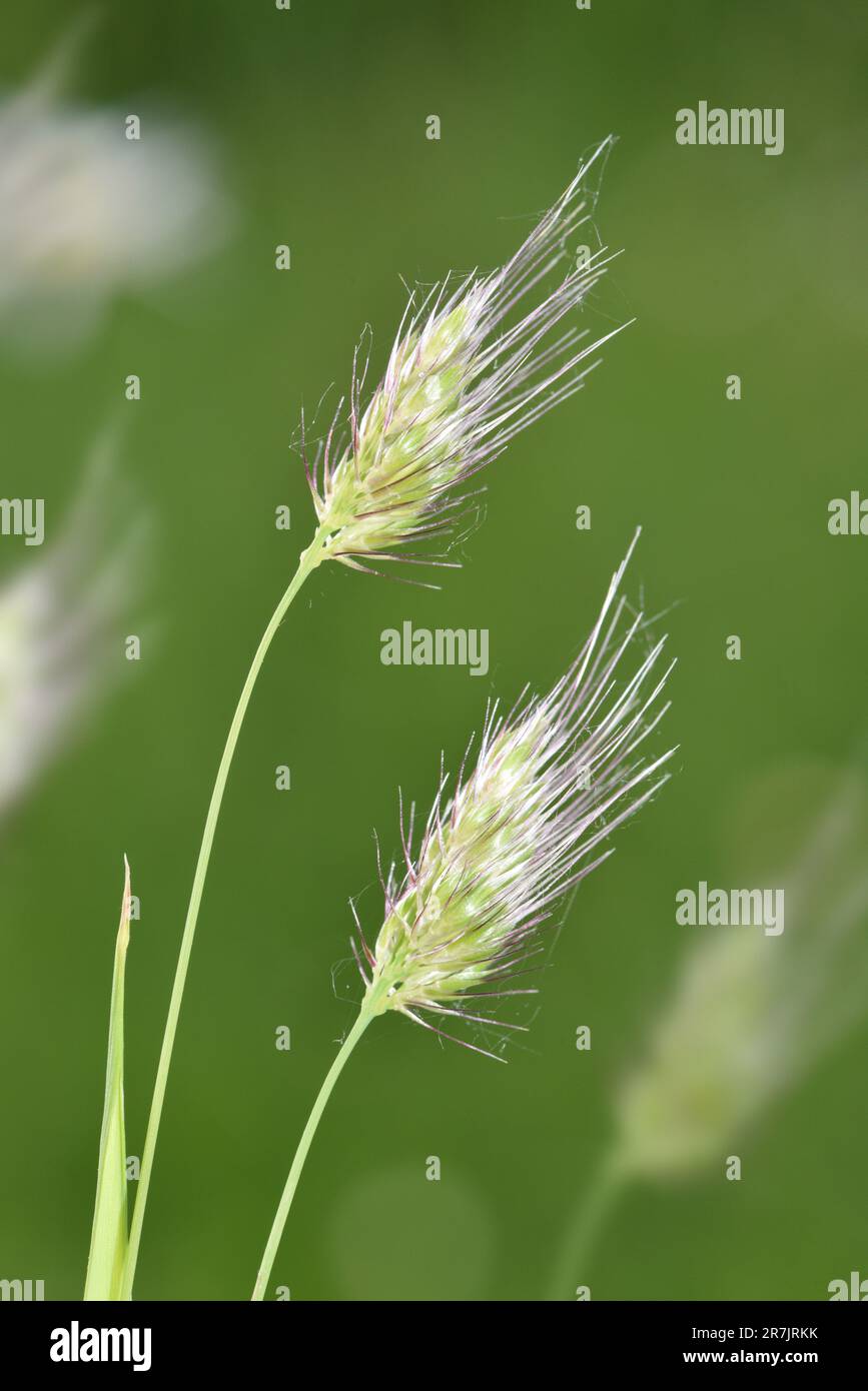 Rough Dog's-tail - Cynosurus echinatus Stock Photo - Alamy