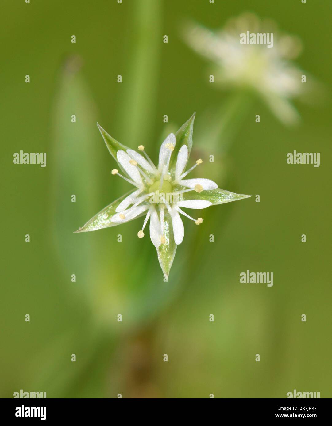 Bog Stitchwort - Stellaria alsine Stock Photo