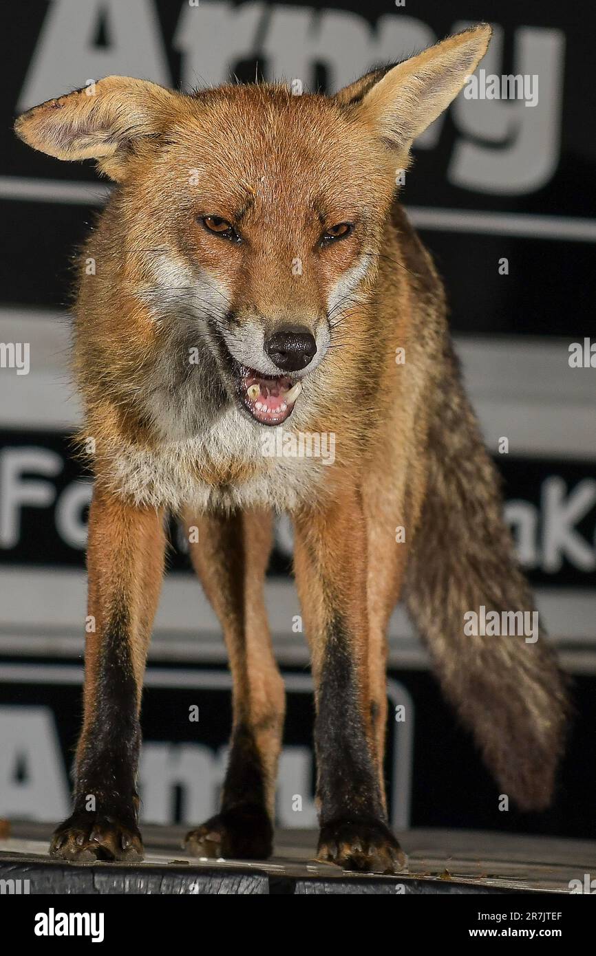 urban-fox-in-swansea-stock-photo-alamy